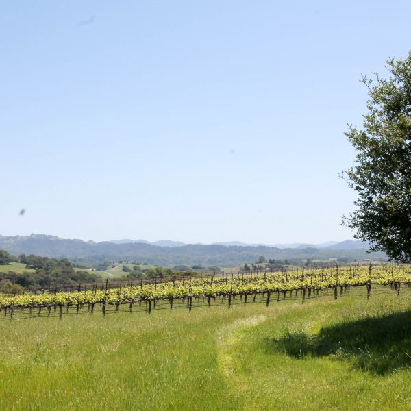 Notre Vue Estate Winery & Vineyards