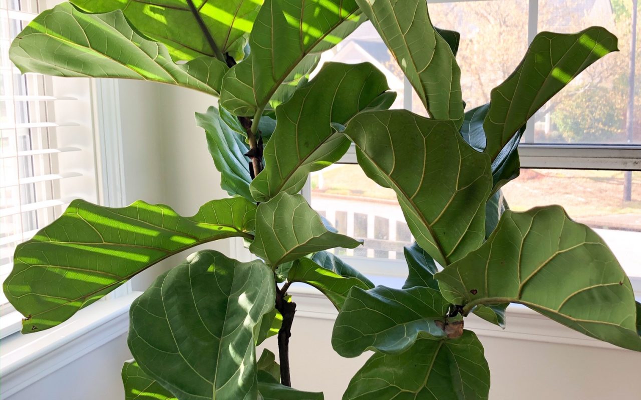 CREATING A LESS TOXIC HOME: STEP 2