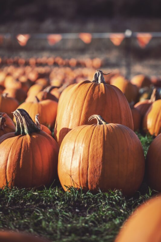 fall bucket list